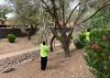 Two TerraPro crew members using a pole saw to trim a mesquite in a desert courtyard